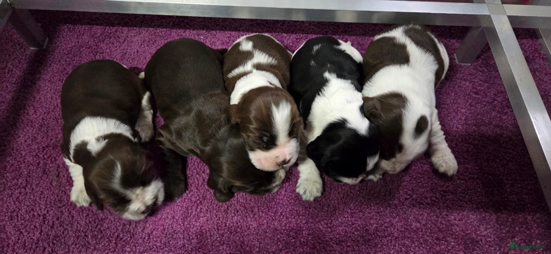 Engelse Cocker Spaniel honden te koop: Engelse Cockerspaniel pups met Stamboom. - Advertentie 17