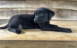 Labrador Retriever honden te koop: Te koop prachtige labrador x mechelse Herder pups - Afbeelding 9
