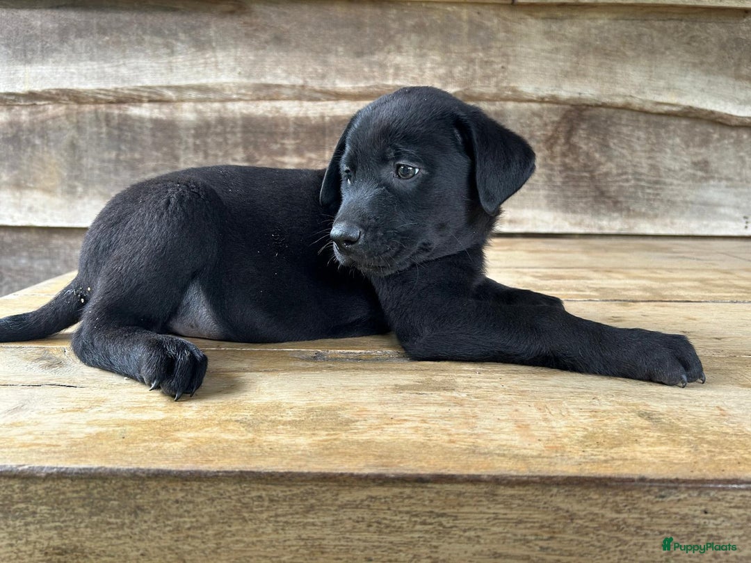 Labrador Retriever honden te koop: Te koop prachtige labrador x mechelse Herder pups - Afbeelding 9
