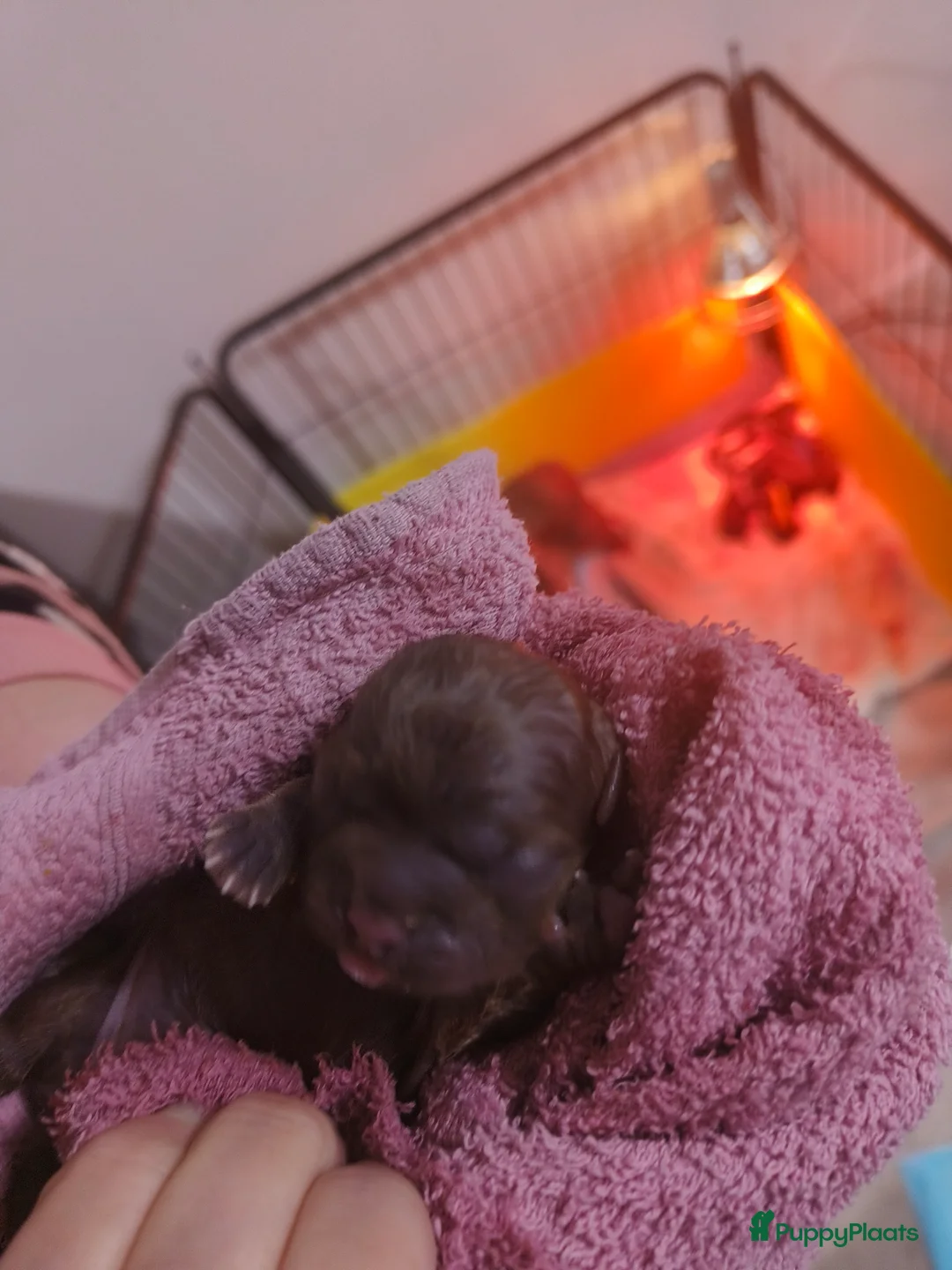 Shih Tzu honden te koop: Mooie puppies  - Advertentie 2