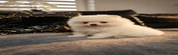 Pomeriaan honden te koop: Mooie Pomeriaan reu - Advertentie 4