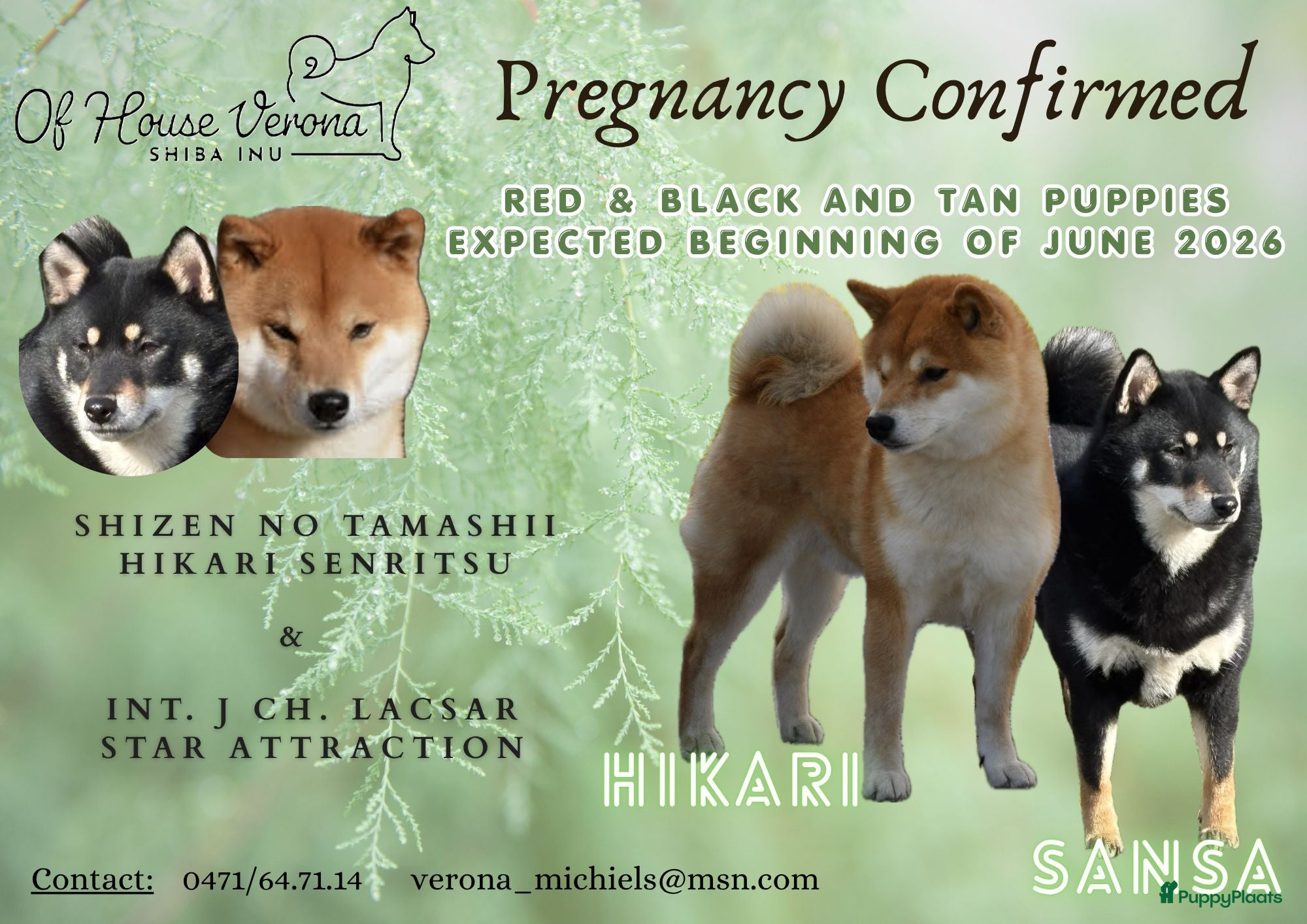 Shiba honden Black and tan shiba inu teefje - Advertentie 1