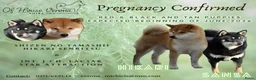 Shiba honden te koop: Black and tan shiba inu teefje - Advertentie 1