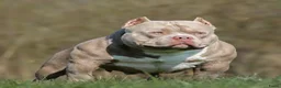 Amerikaanse Bully honden te koop: amerikaanse pocket bully's - Advertentie 36