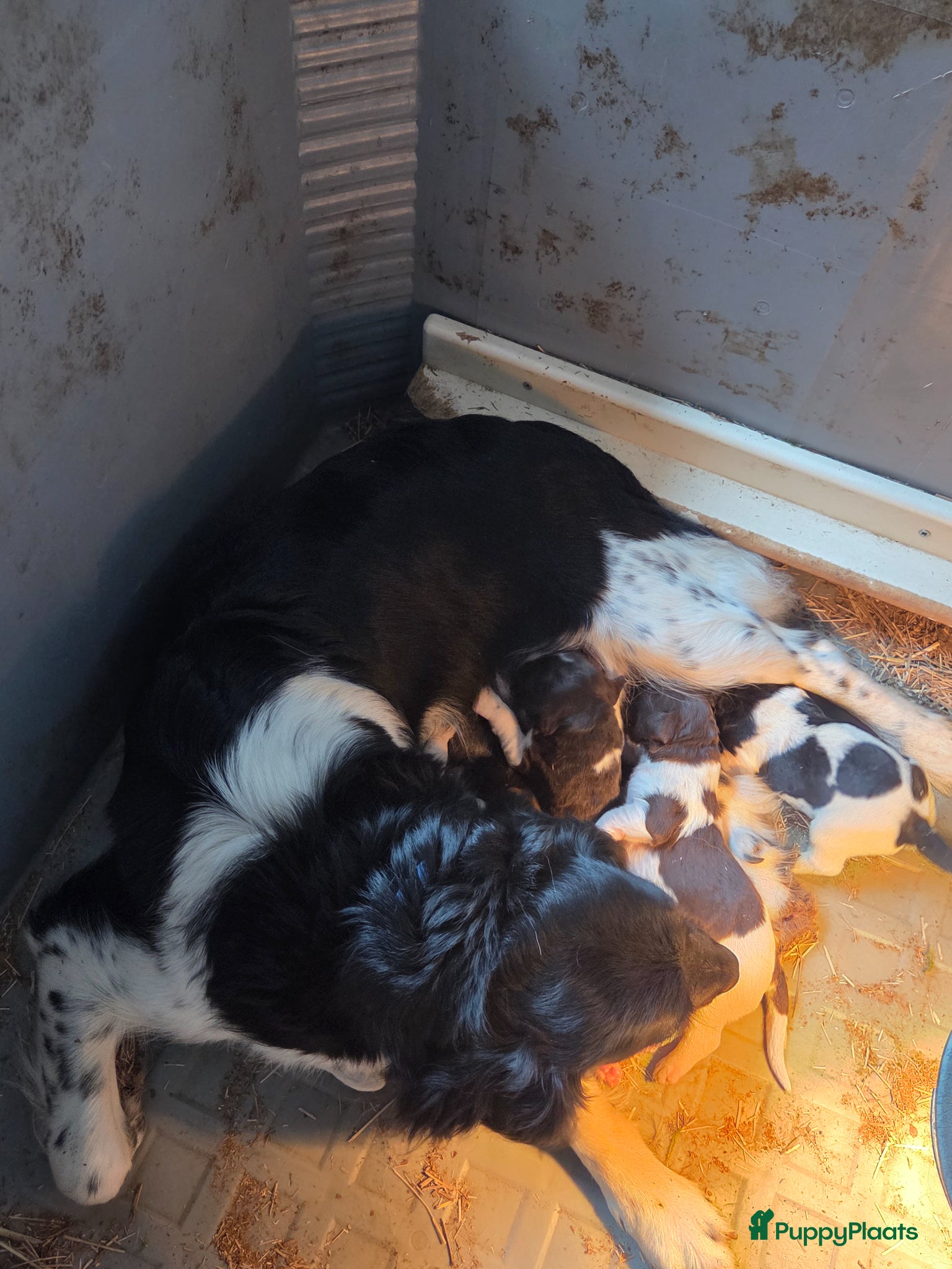 Kruising honden Friese stabij/Heidewachtel pups - Advertentie 18