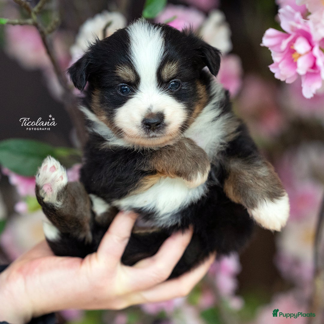 Australian Shepherd honden te koop: Mini Australian shepherd pup (MAS) - Advertentie 4