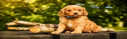 Maltipoo honden te koop: Maltipoo puppy’s 🤍 - Advertentie 9