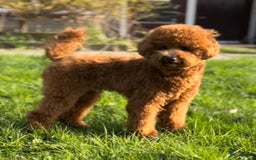 Poedel Toy honden te koop: Te koop Toy Poedels met FCI stamboom in Alblasserdam - Afbeelding 3