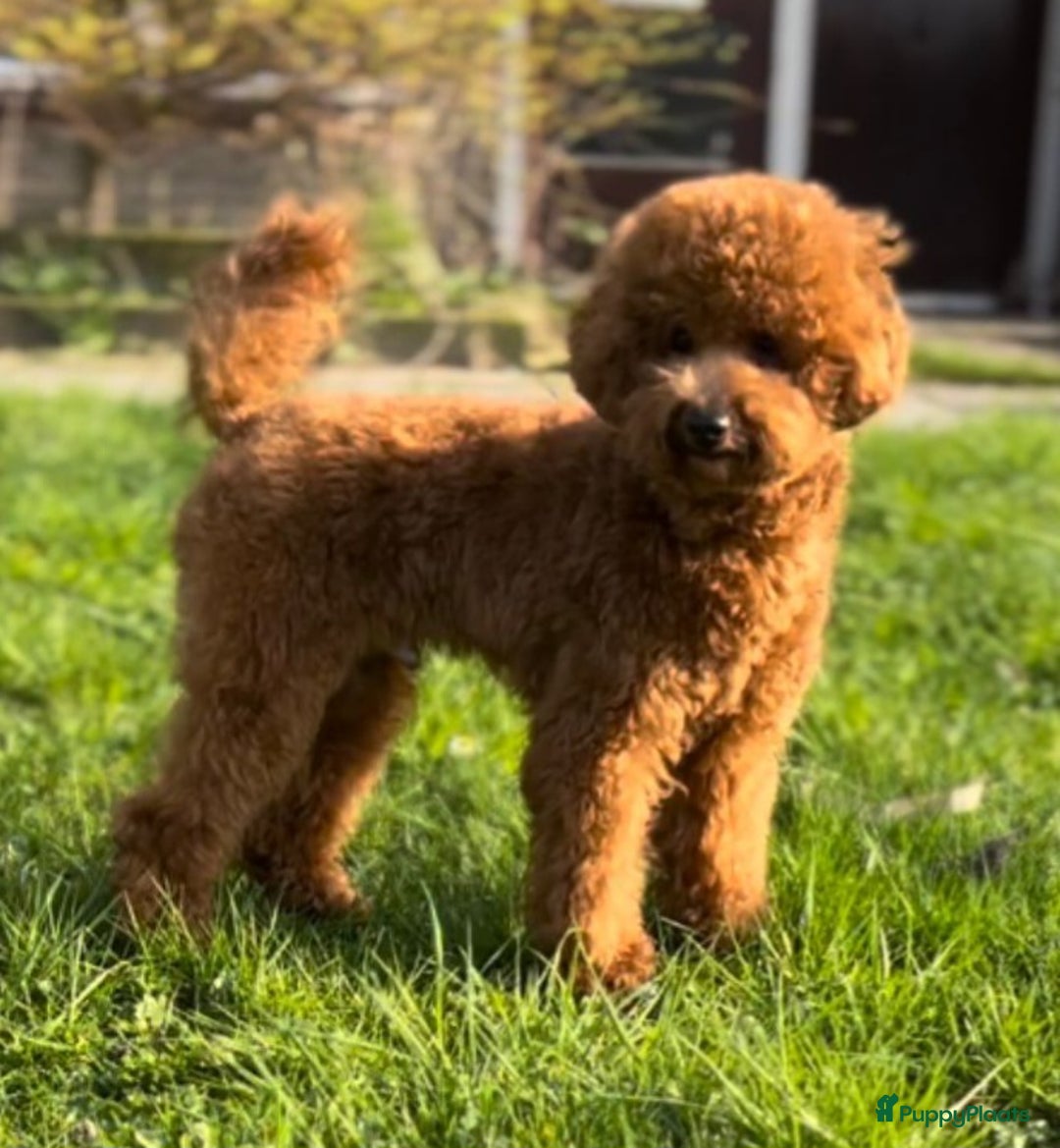 Poedel Toy honden te koop: Te koop Toy Poedels met FCI stamboom in Alblasserdam - Afbeelding 3