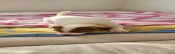 Jack Russel Terriër honden te koop: Jack Russell pups beschikbaar. - Advertentie 4