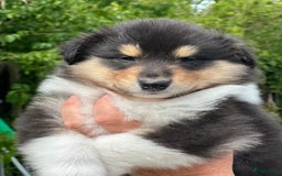 Schotse Herdershond langhaar honden te koop: Schotse Collie Pups Tricolor en Blue Merle - Afbeelding 11