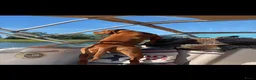 Vizsla korthaar honden te koop: Vizsla puppy’s - Advertentie 14