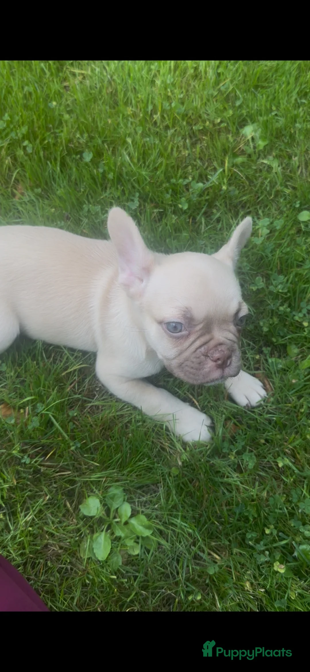 Franse Bulldog honden te koop: Franse Bulldog reutje met stamboom  - Advertentie 8