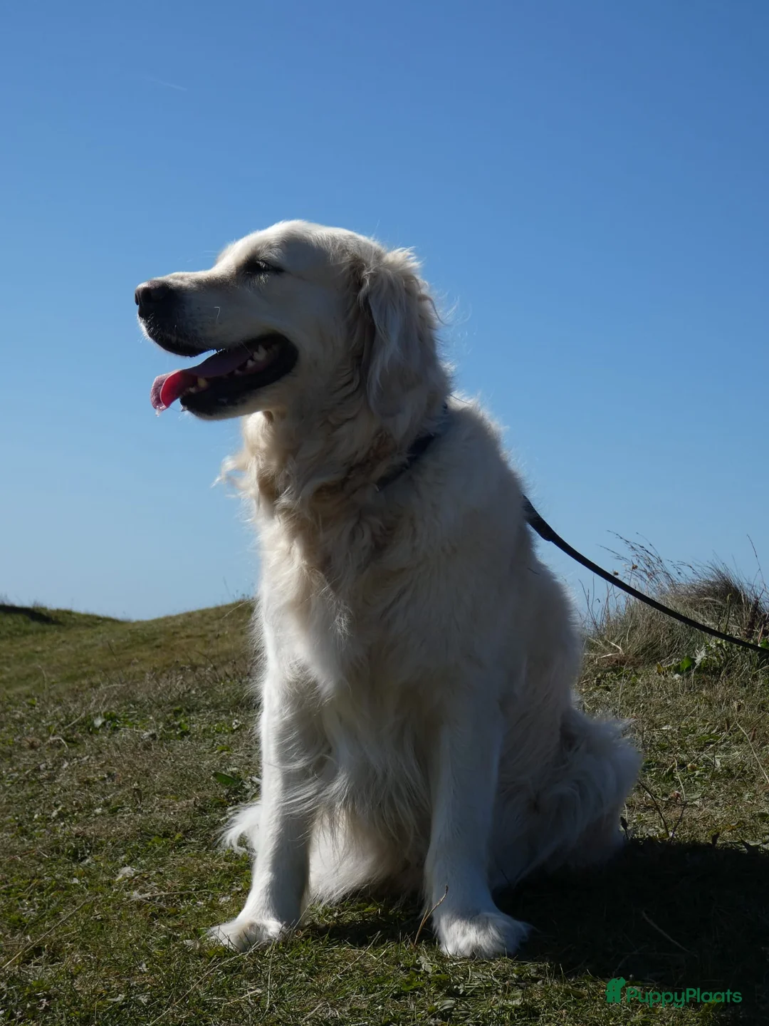 Golden Retriever honden te koop: Golden retriever pups (teefje) in Kootwijkerbroek - Advertentie 3