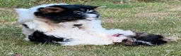 Biewer Terrier honden te koop: PuppyBiewer💗 - Advertentie 3
