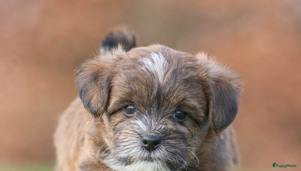 Shihpoo honden mooie kleinblijvende shihpoo doodle mini  - Advertentie 2