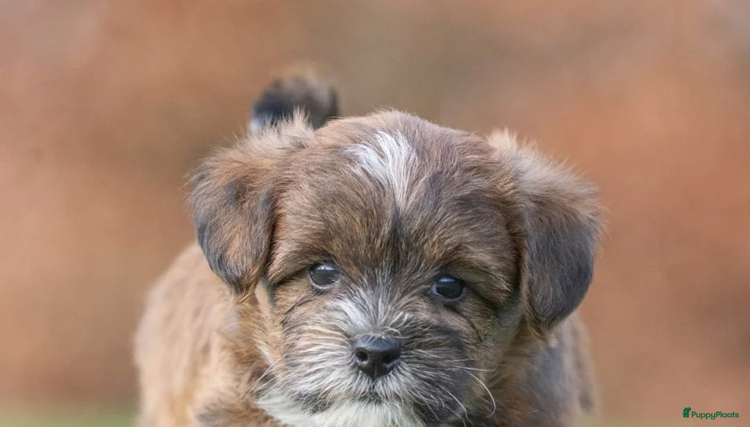 Shihpoo honden te koop: mooie kleinblijvende shihpoo doodle mini  - Advertentie 2