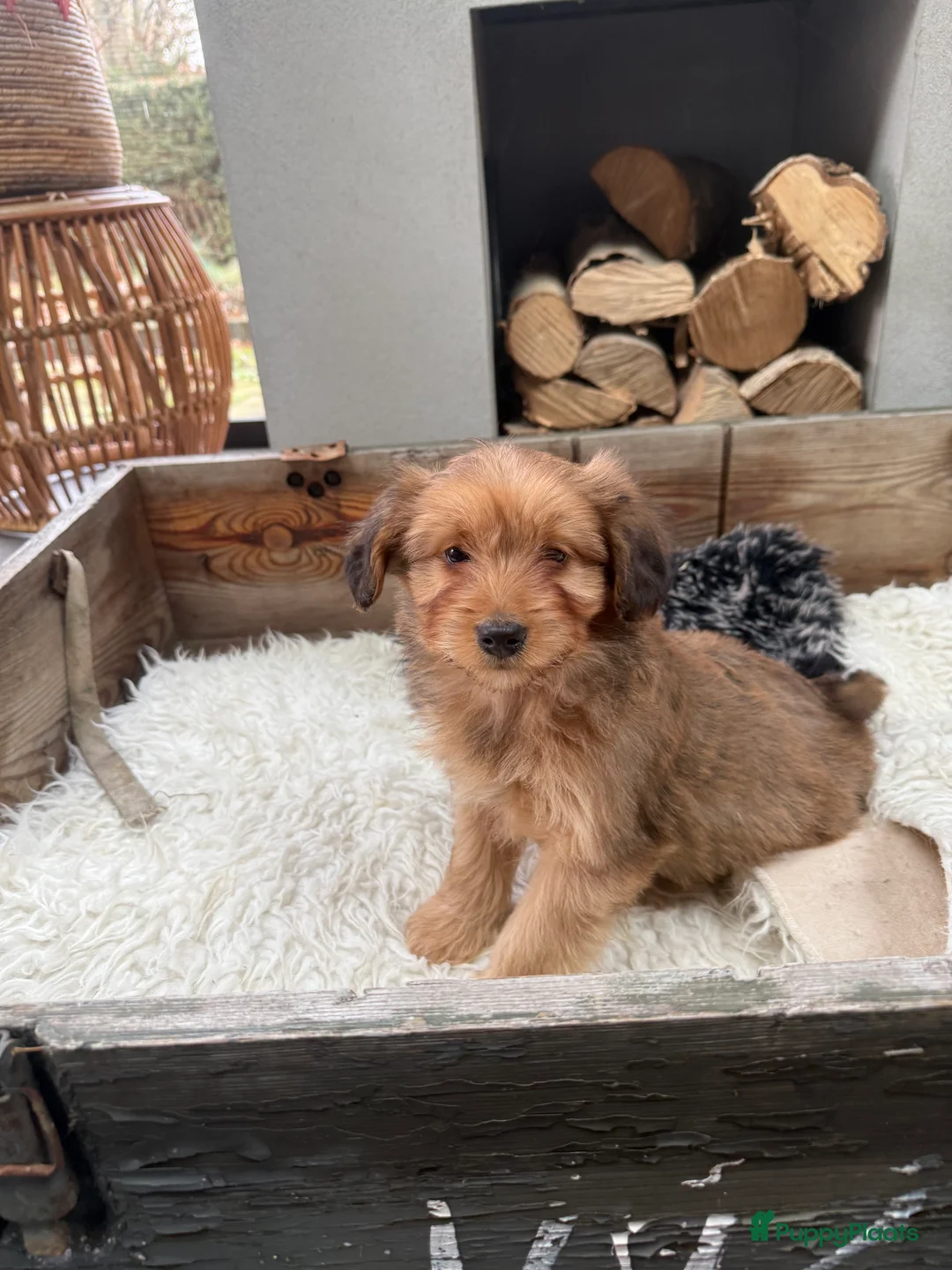 Boomer honden te koop: Boompoo - Advertentie 6