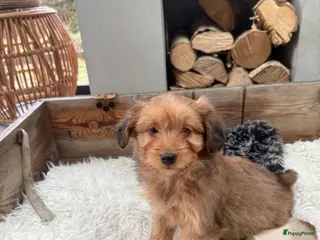 Boomer honden Boompoo - Advertentie 1