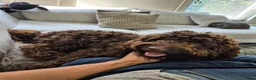 Kruising honden te koop: ✨ Golden doodle Bailey is moeder mooie 8 pups  - Advertentie 3