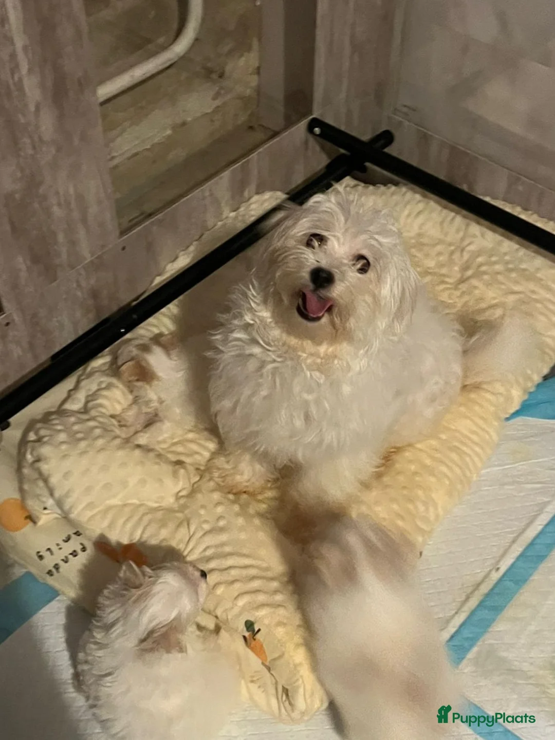 Maltipom honden te koop: Maltipoms  - Advertentie 1