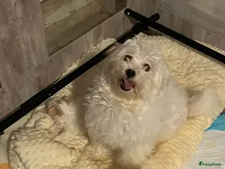 Maltipom honden Maltipoms - Advertentie 2