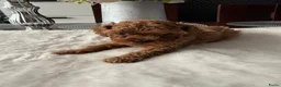 Poedel Toy honden te koop: Poedel toy pups 🐩 1 teef   beschikbaar !!! - Advertentie 5