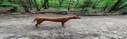 Rhodesian Ridgeback honden te koop: Rhodesian Ridgeback pups met stamboom  in Apeldoorn - Advertentie 20