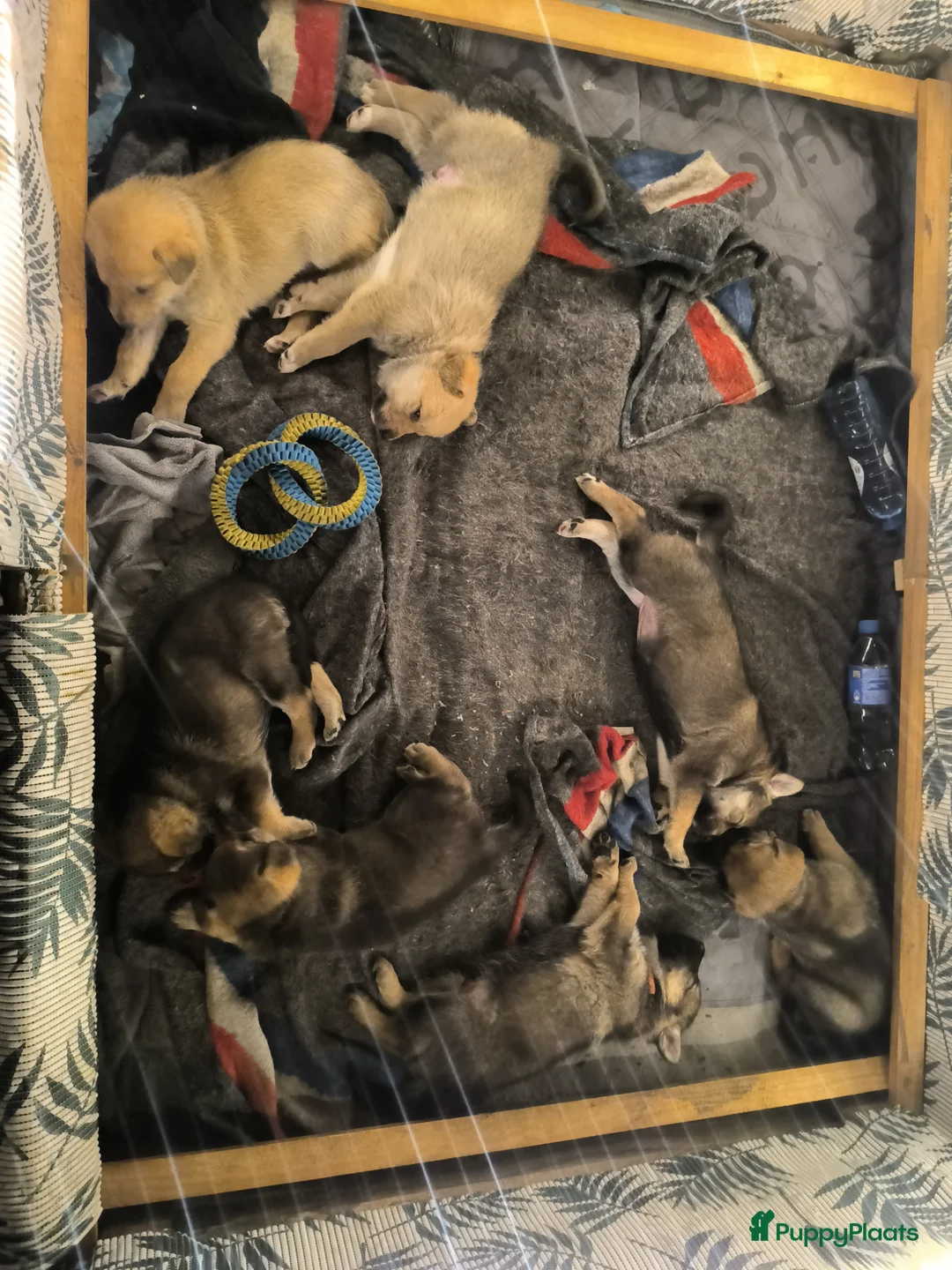 Kruising honden te koop: Tsjechoslowaakse wolfhond x Podenco-Mechel pups - Advertentie 12