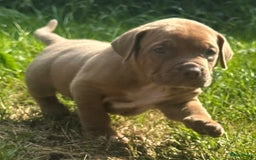 Amerikaanse Bully honden te koop: American Bully XL pups met ABKC stamboom - Afbeelding 12
