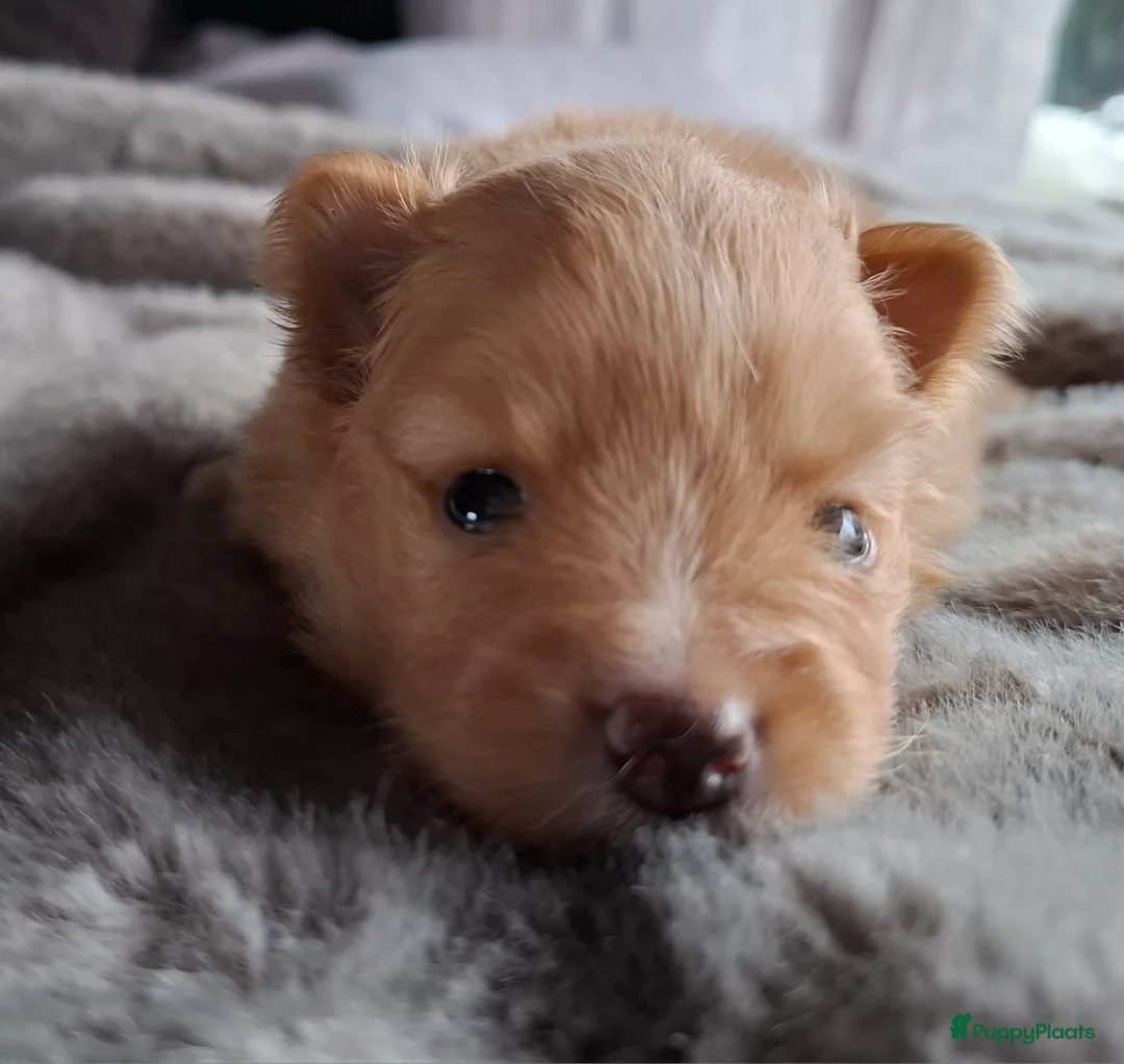 Pomeriaan honden te koop: Lieve pomeriaan pup vrouwtje - Advertentie 4