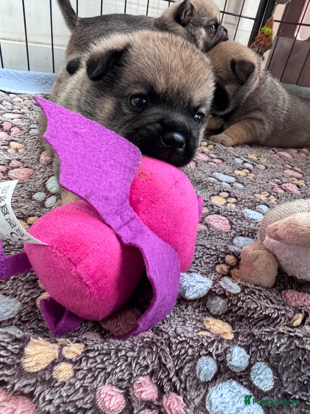 Retromops honden te koop: Prachtige retromopsjes - Advertentie 3