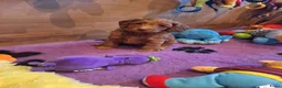 Kruising honden te koop: Prachtige mini/medium Australian labradoodle pups - Advertentie 1
