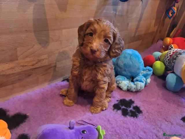 Kruising honden Prachtige mini/medium Australian labradoodle pups - Advertentie 3