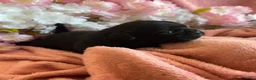 Mopshond honden te koop:  Onze prachtige Mopspuppy’s zijn geboren! 🐾 - Advertentie 4