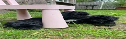 Maltipoo honden te koop: Maltipoo  - Advertentie 5