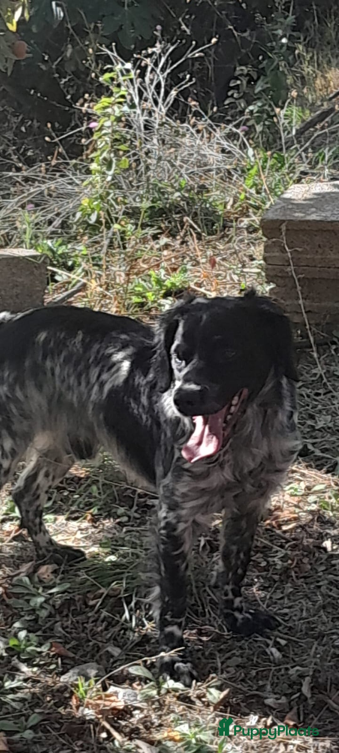 Kruising honden te koop: Friese Stabij X Epagnul Breton  - Advertentie 6