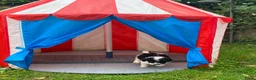 Dwergpoedel honden te koop: Dwergpoedel harlekijn zwart/wit  - Advertentie 6