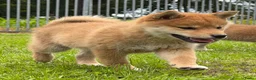 Shiba honden te koop: Shiba inu pups van top ouders - Advertentie 7