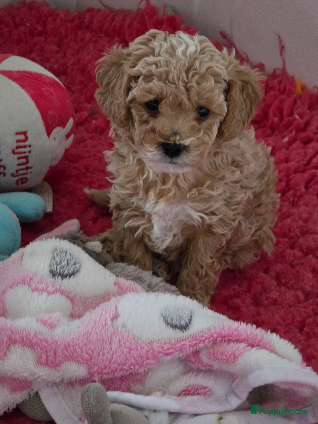 Maltipoo honden te koop: Mooie Maltipoo / toy poedel pup pups - Advertentie 28