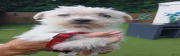Boomer honden te koop: Prachtige boomer pups uit 1 malig gelegenheid nest - Advertentie 16