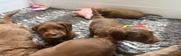 Australian Labradoodle honden te koop: Australian Labradoodle pups van geteste ouders  - Advertentie 6