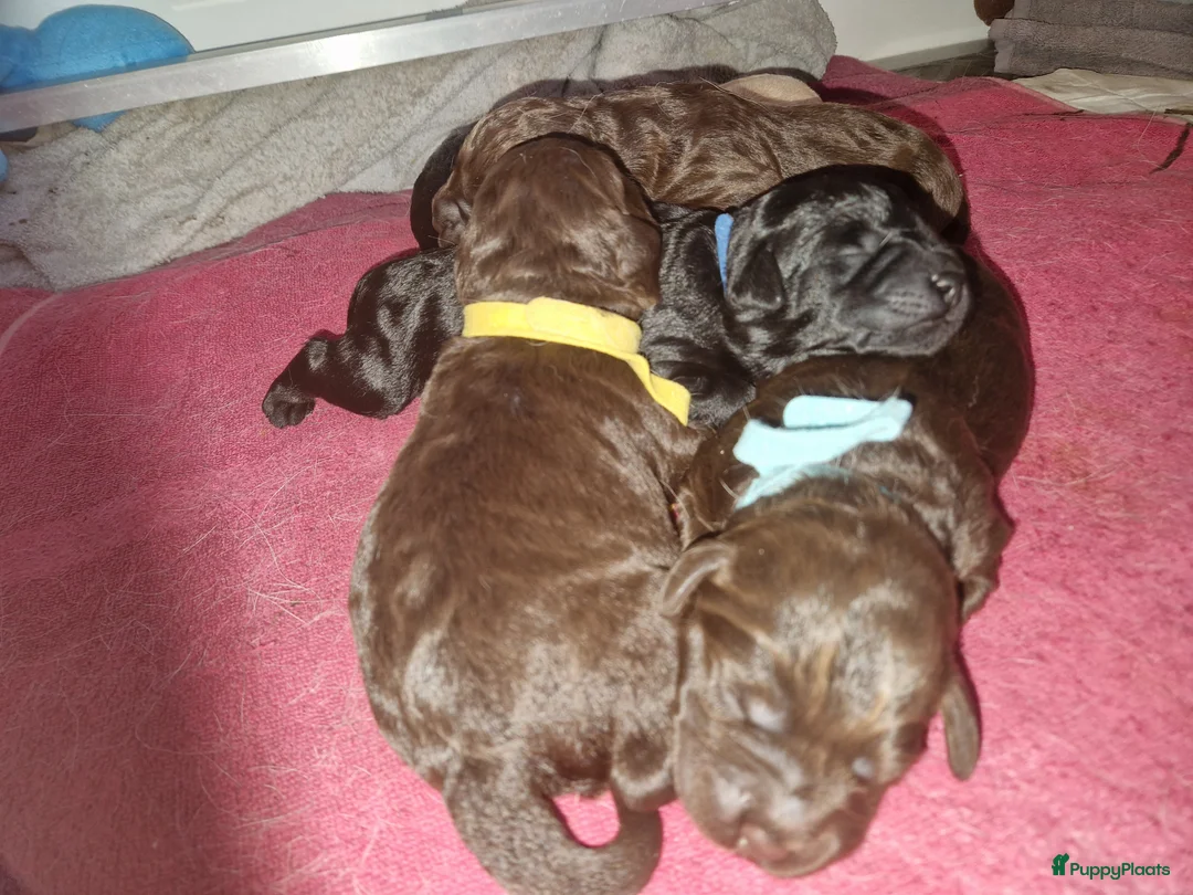 Labradoodle honden te koop: Labradoodle pups  - Advertentie 1