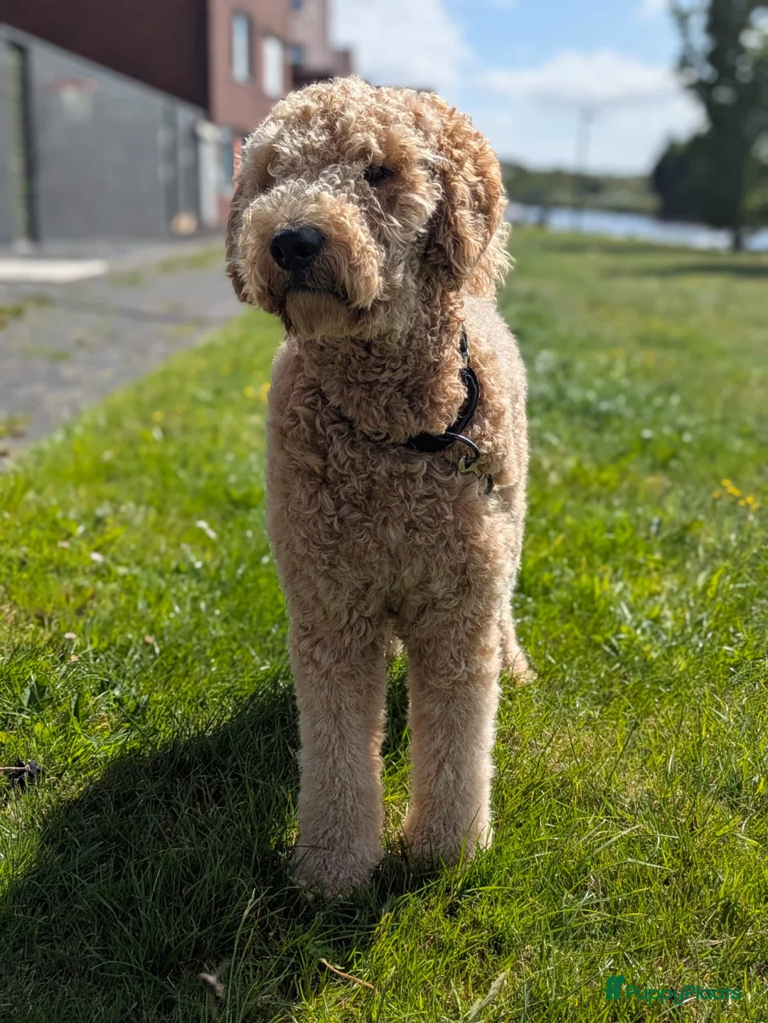 Labradoodle honden ter dekking: Labradoodle dekreu - Advertentie 7