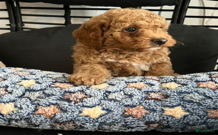 Maltipoo honden - Advertentie 2