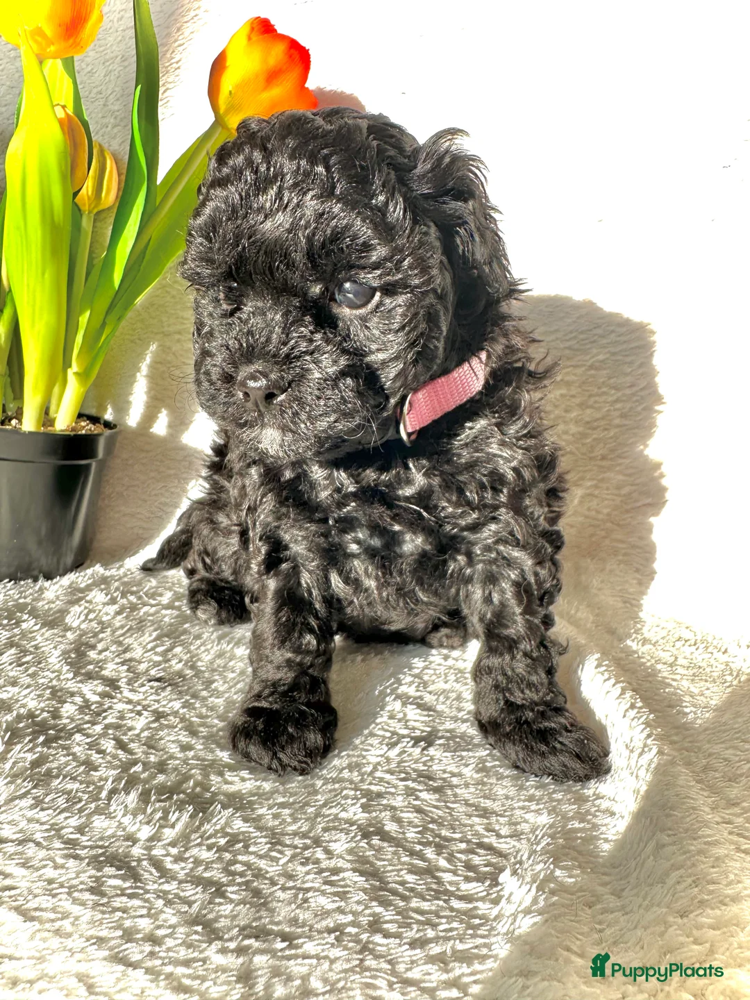 Poedel Toy honden te koop: Toypoedel pups (mini toypoedel) toypoodle puppy’s  - Advertentie 21