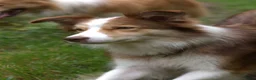 Border Collie honden te koop: Border collie pups met FCI stamboom - Advertentie 3