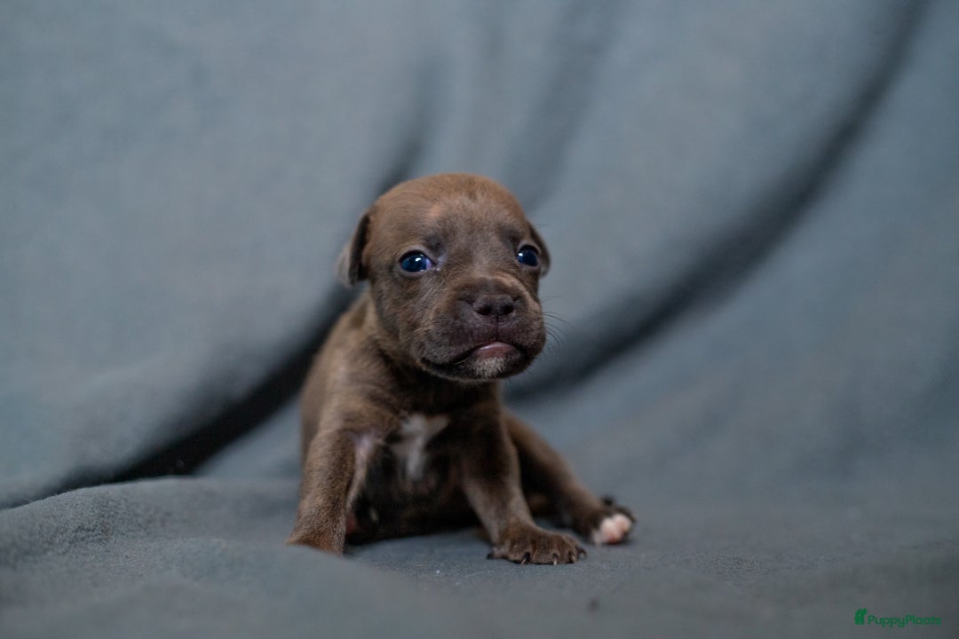 Kruising honden te koop: Pitbull x Cane Corso x Old English Bulldog puppies - Advertentie 9