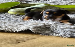 Jack Russel Terriër honden te koop: Jack russel pups kunnen naar nieuw huisje  - Afbeelding 6