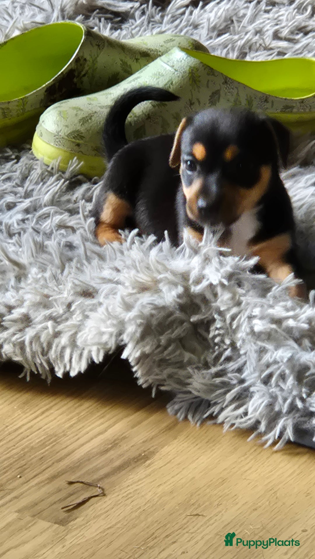 Jack Russel Terriër honden te koop: Jack russel pups kunnen naar nieuw huisje  - Afbeelding 6